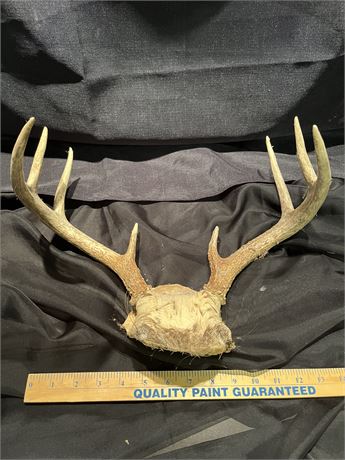 4 Point White Tail Deer Antlers