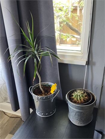 Potted Plant Pair
