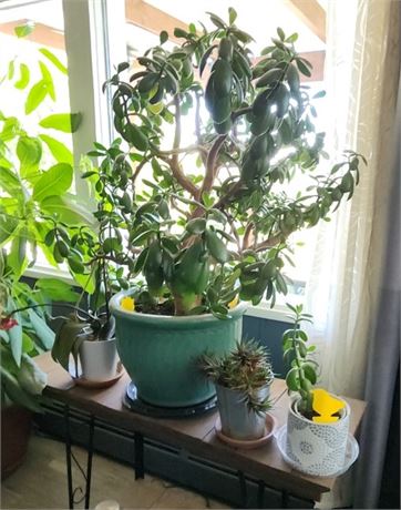 4 Potted Indoor Plants (table not included)