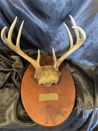 Vintage 1949 4 Point Deer Rack from NY.
