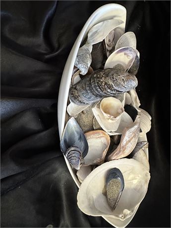 Variety Of Shells Includes Sand