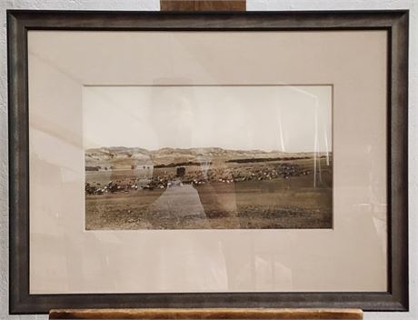 Vintage Photograph - Large Herd w/ White Steer