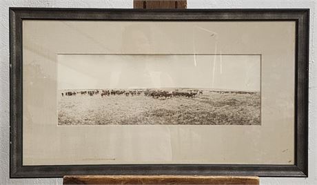 L.A. Huffman: Herd of Cattle Vintage Photograph