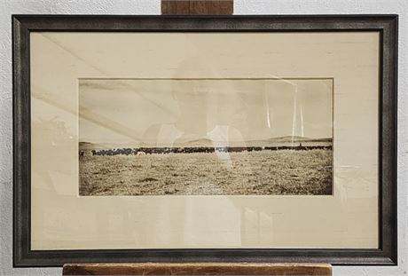 Vintage Photograph - Large Herd with White Steer