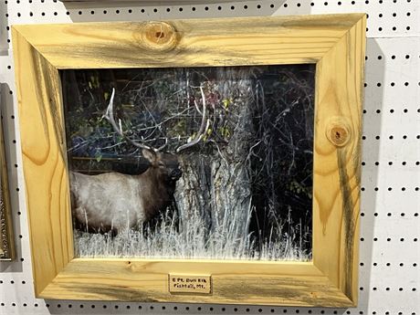 6 Pt Bull Elk Fishtail MT Framed Print