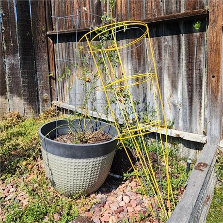 Large Planter w/ Tomato Plant (needs tlc) and tomato cages