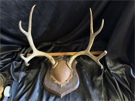 4 Point Deer Rack