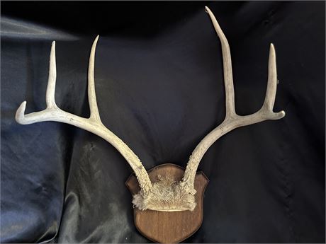 3 Point Deer Rack