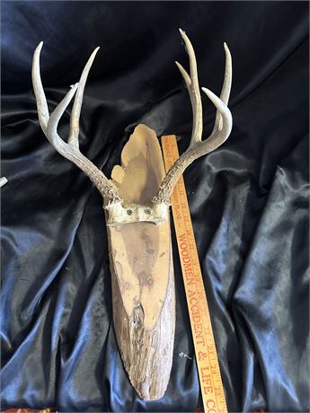 Little Baby 4 Point Deer Rack Mounted on Wood