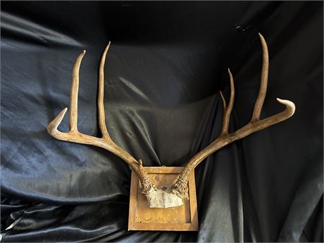 4 Point Deer Rack