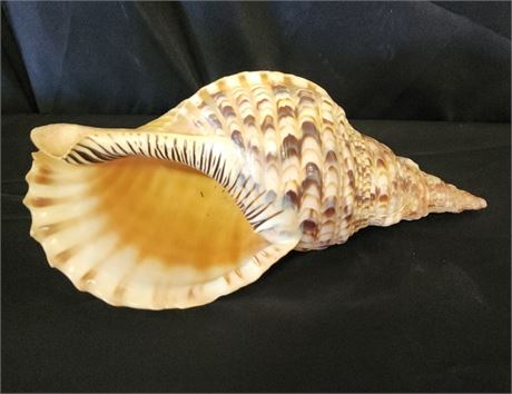 Nice Large Conch Shell