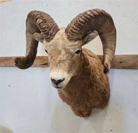 🐏Big Horn Sheep Mount - Super AWESOME