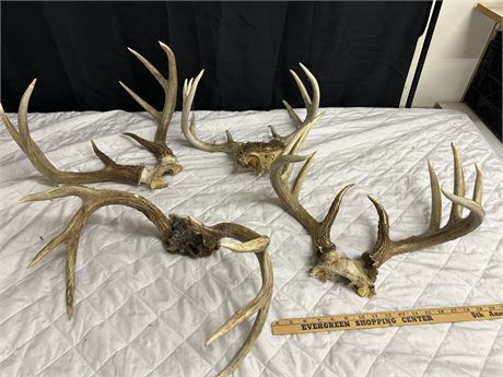 Set of 4 Deer Racks-2 are 4 point. 2 are 5 point