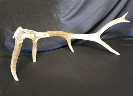 Carved Elk Antler w/ Artist Trademark