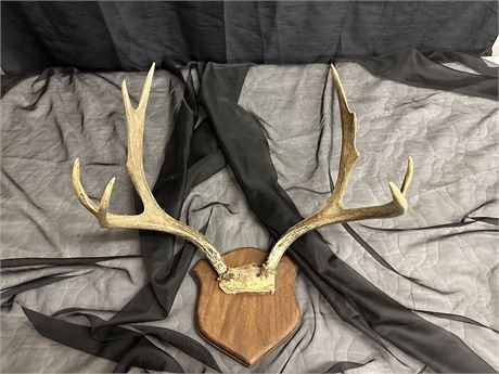 Deer rack-4 point.