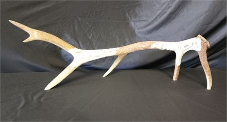 Nice! Carved Elk Antler w/ Artist Trademark