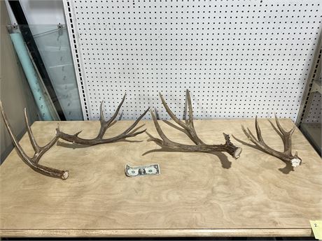 Set of 4 Antlers