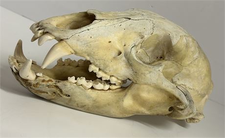 Wolf skull