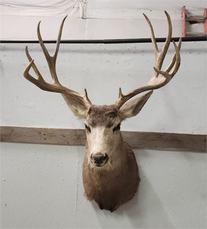 Mule Deer Mount