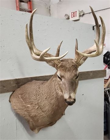 White Tail Deer Mount