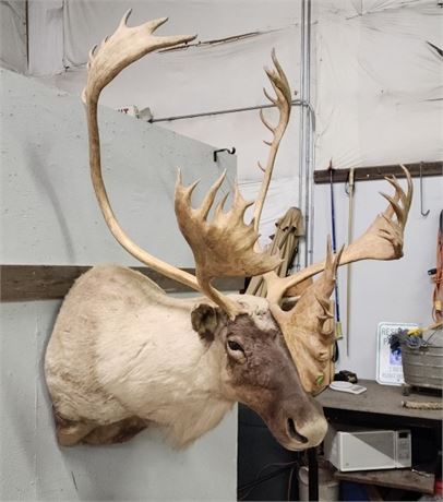 Caribou Mount