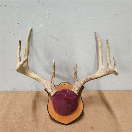 Deer Antler Mount