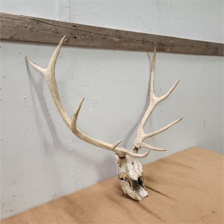 Skull w/ Antlers Mount