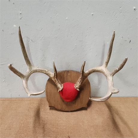 Deer Antler Mount