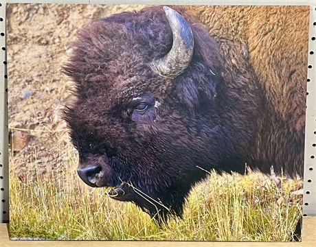 Yellowstone Bison 2 Mounted Wall Art