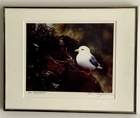 “Kittywake” Seagull Photograph Print 1/120 Framed Wall Art