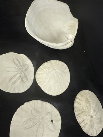 Sand Dollars and Shells box 2014