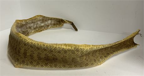 Salted rattlesnake skin with rattle still intact