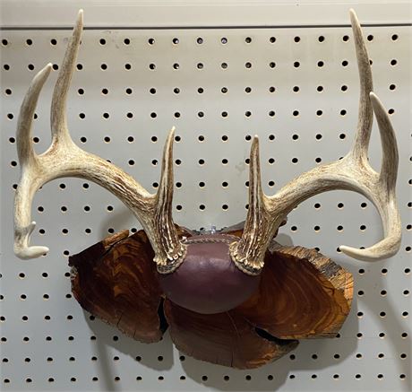 Whitetail Deer Antlers Live Edge Wood Plaque Wall Mount