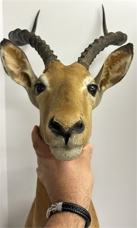 Antelope head wall mount