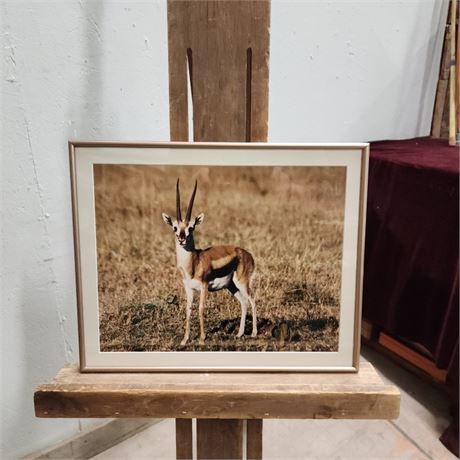 Impala Framed Photo Print - 16x13