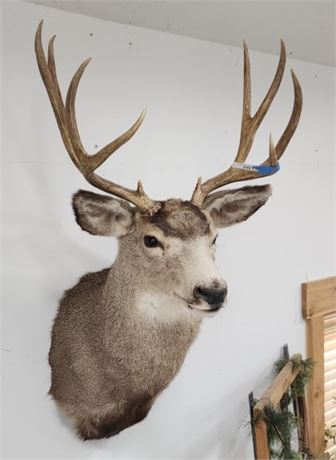 Mule Deer Mount